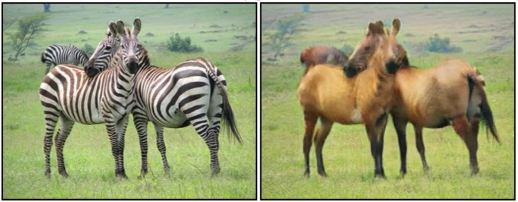Image of zebras translated to horses via CycleGAN